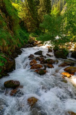 Ormanda güzel bir şelale