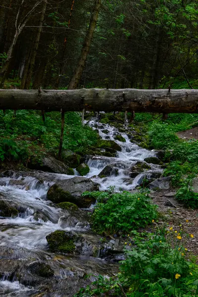 Ormanın ortasında bir şelalenin dikey görüntüsü.