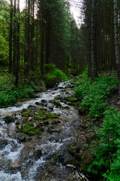 Dağ nehrinde şelale