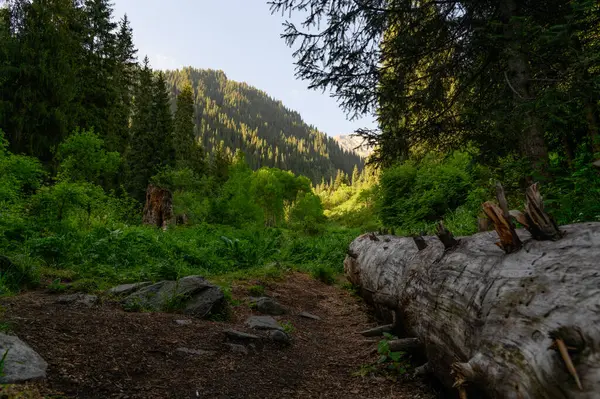 Dağlarda yürüyüş parkuru.