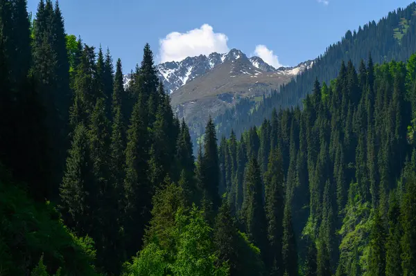 Karla kaplı güzel dağ manzarası - tepeli ağaçlar ve dağlar