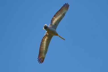 Martı gökyüzünde uçuyor.