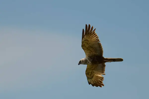 Kırmızı kuyruklu şahin vahşi doğada