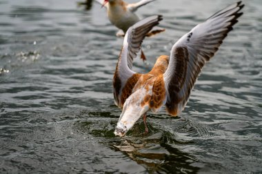 Su yüzeyindeki bir ördeğin yakın çekimi.