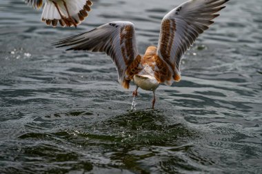Martı gölde uçuyor.