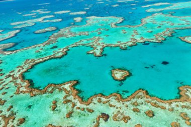 Kalp Resifi. Sağlam resif. Büyük Set Resifi. Queensland 'de. Avusturalya - Tarih: 03 - 09 - 2023