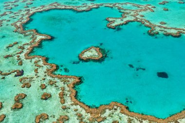 Kalp Resifi. Sağlam resif. Büyük Set Resifi. Queensland 'de. Avusturalya - Tarih: 03 - 09 - 2023