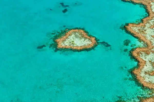 Arrecife Del Corazón Arrecife Resistente Gran Barrera Coral Queensland Australia —  Fotos de Stock