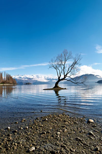 Yeni Zelanda. Wanaka Ağacı. Wanaka Gölü. Otago - Tarih: 30 - 08 - 2023