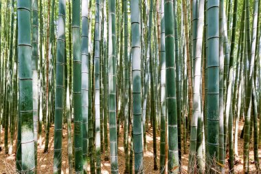 Japonya. Kyoto. Arashiyama Bambu Korusu - Tarih: 27 - 04 - 2023