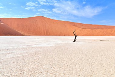 Namibya. Deadvlei kil tavası. Namib Naukluft Ulusal Parkı. Kurumuş ölü bir deve dikeni (Vachellia erioloba) - Tarih: 04 - 08 - 2023