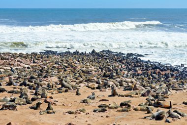 Namibya. İskelet Sahili. Cape Cross 'taki kürk fok kolonisi - Tarih: 06 - 08 - 2023