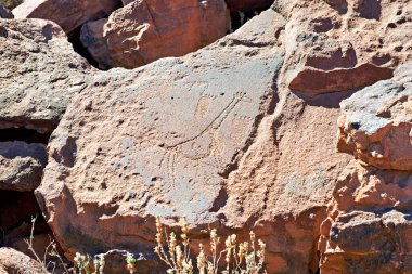 Namibya. Twyfelfontein arkeoloji sahasında tarih öncesi kaya oymaları, Kunene bölgesi - Tarih: 08 - 08 - 2023