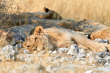 Namibya. Etosha Ulusal Parkı. Vahşi bir aslan - Tarih: 17 - 08 - 2023