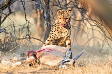 Namibia. Cheetah after a kill in Okonjima Reserve - Date: 19 - 08 - 2023 clipart