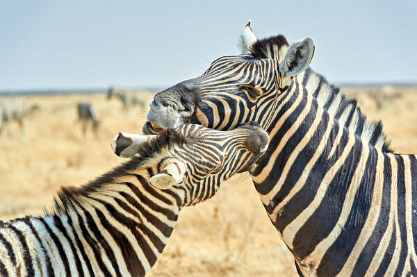 Namibia. Etosha National Park. Zebras cuddling in the wild - Date: 18 - 08 - 2023
