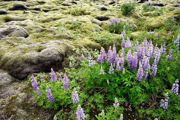 Musk and flowers in summer. East Iceland - Date: 07 - 07 - 2023