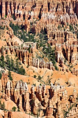 Bryce Kanyonu Ulusal Parkı 'nda gözcülük yapıyor. Utah USA - Tarih: 17 - 08 - 2023