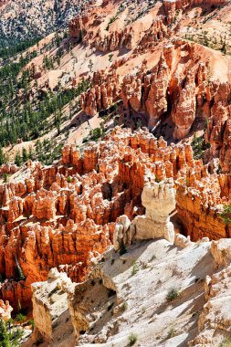 Bryce Kanyonu Ulusal Parkı 'nda gözcülük yapıyor. Utah USA - Tarih: 17 - 08 - 2023