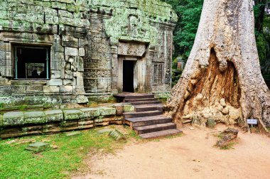 Ta Prohm 'un orman tapınakları boyunca uzanan bir esrarın kökleri. Siem Reap. Kamboçya - Tarih: 12 - 08 - 2023