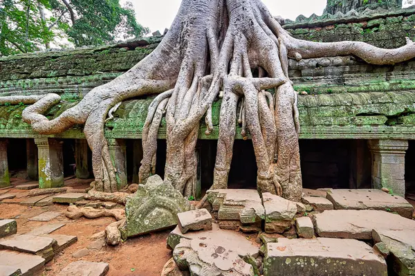 Ta Prohm 'un orman tapınakları boyunca uzanan bir esrarın kökleri. Siem Reap. Kamboçya - Tarih: 14 - 08 - 2023