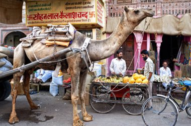 Hindistan Rajasthan. Bikaner sokaklarında bir deve - Tarih: 06 - 08 - 2023