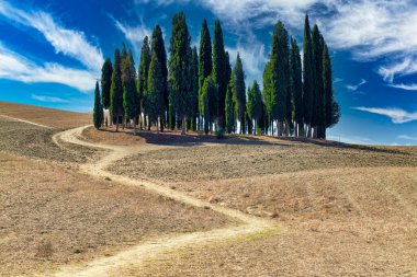 San Quirico d 'Orcia Val d' Orcia Toskana İtalya. Tipik selvi ağaçları - Tarih: 30 - 08 - 2023