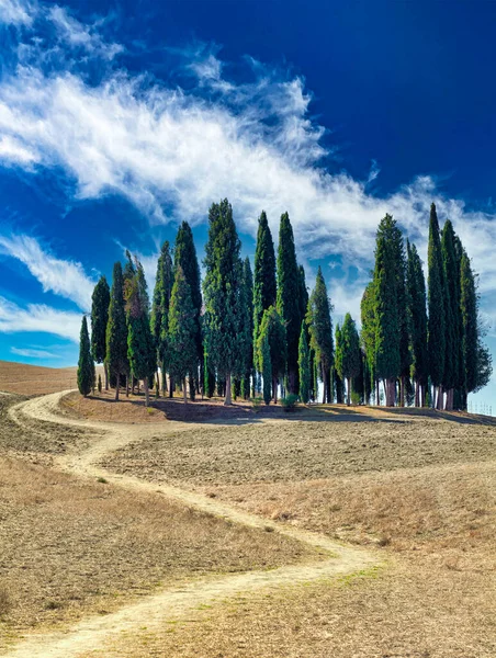 San Quirico d 'Orcia Val d' Orcia Toskana İtalya. Tipik selvi ağaçları - Tarih: 30 - 08 - 2023