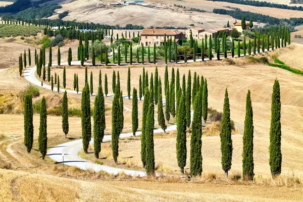 S字型のサイプレスを持つヴァル ドルシア トスカーナ イタリアの典型的な風景 2023 — ストック写真