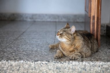 Kedi yerde yatar, gökyüzüne bakar.