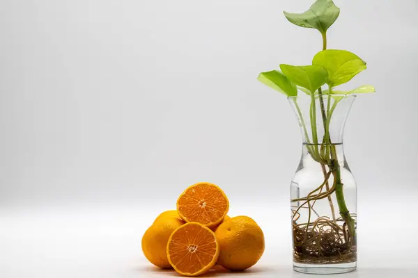 The mandarins and money plant healthy home living add value to healthy life style home decor healthy atmosphere