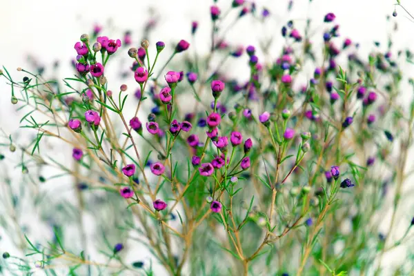 Güzel botanik fotoğrafı, doğal duvar kağıdı.