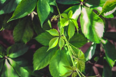 Yeşil yapraklar, bitki örtüsü, bitki yaprakları.