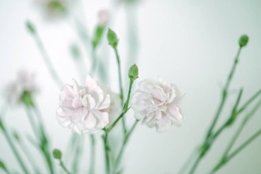 Vazoda beyaz çiçekler