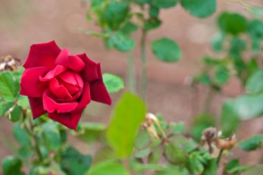 Çalıların arkasında kırmızı bir gül