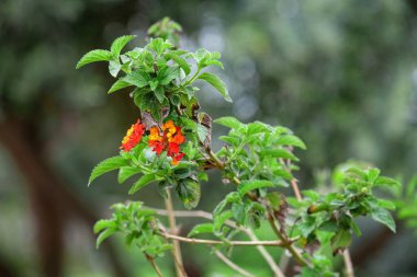 Güzel botanik fotoğrafı, doğal duvar kağıdı.
