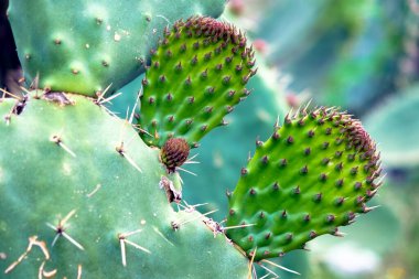 Kaktüs bitkisine yakın, seçici odaklanma