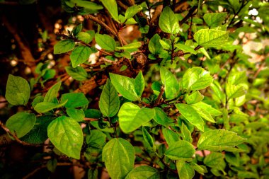 Parkta yeşil yapraklar