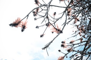 Doğada ağaç dalları, bitki örtüsü