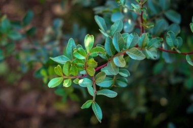 taze ve yeşil yaprak