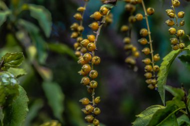 Bahçedeki bir bitkiyi kapat.