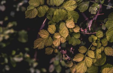 Parktaki yeşil yaprağı kapat.