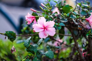 Bahçedeki güzel pembe amber çiçeği, yakın görüş.
