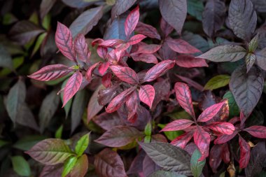 Bahçedeki bir bitkinin güzel kırmızı yaprakları