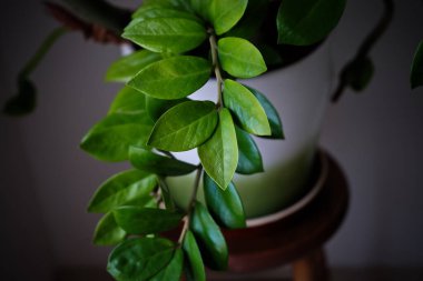 Tencerede güzel yeşil bir bitki