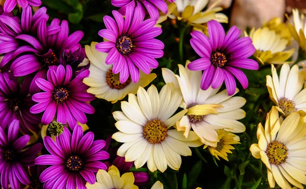 Bahçedeki güzel çiçekler