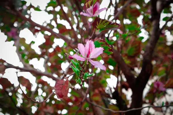 Bahçedeki güzel pembe çiçekler