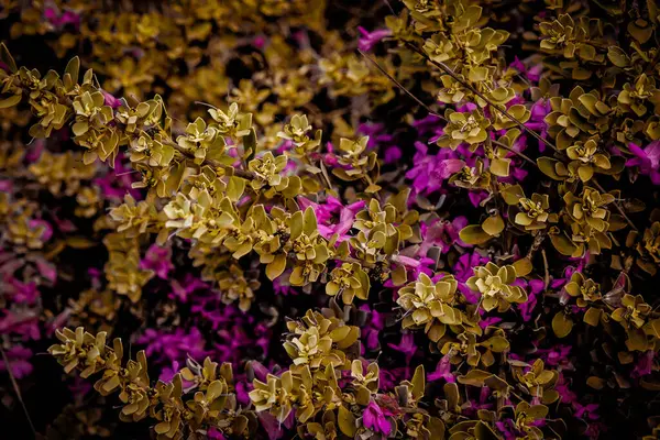 Güzel sonbahar yaprakları, sonbahar mevsimi