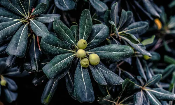 Yeşil bir bitkinin yakınında.