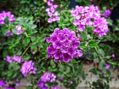 Bahçedeki güzel çiçekler